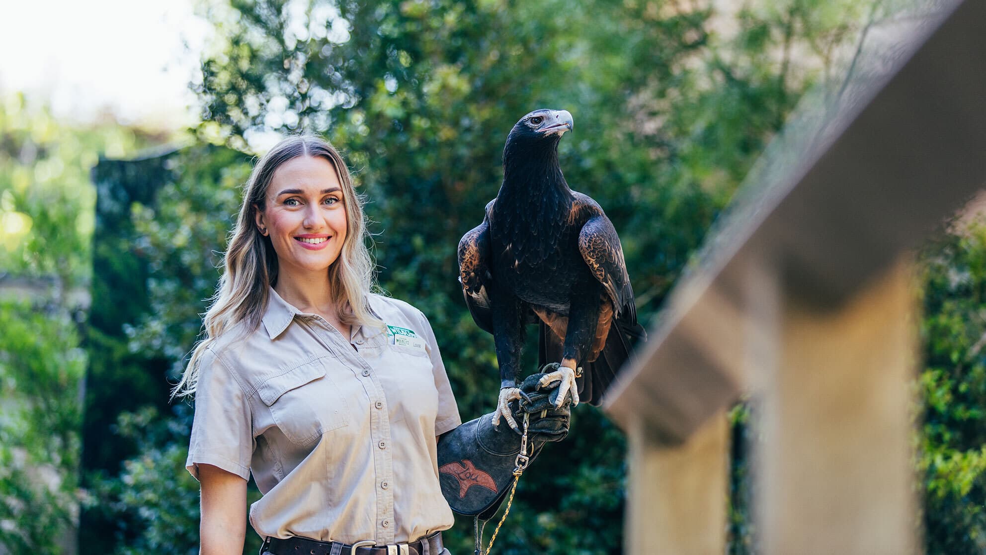 A woman holds an eagle on her hand at Currumbin Wildlife Sanctuary.
