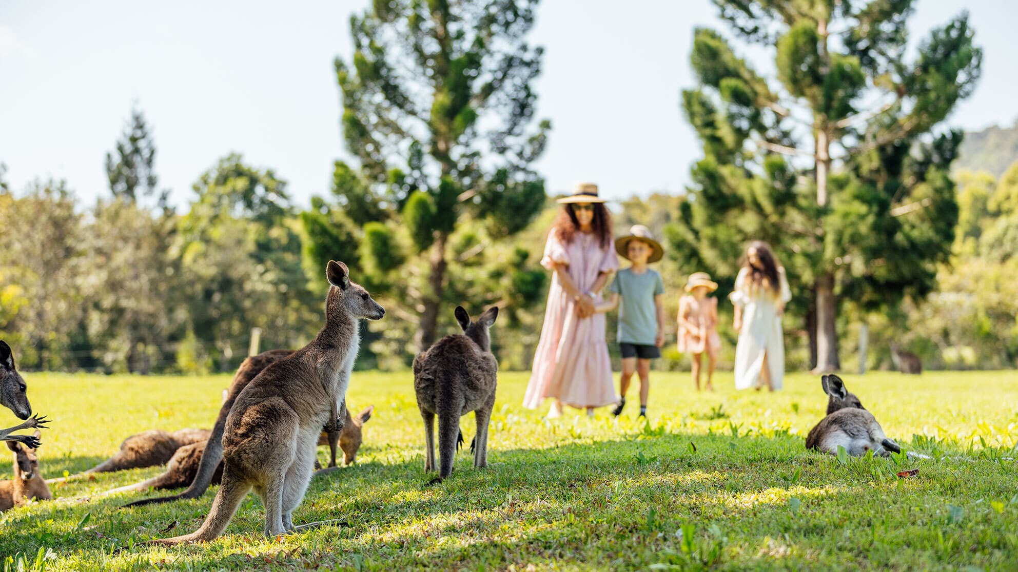 A family stand in a field with kangaroos freely roaming.
