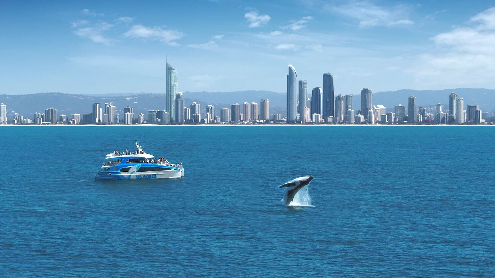 Whale breaching in the ocean near a Sea World whale watching boat.