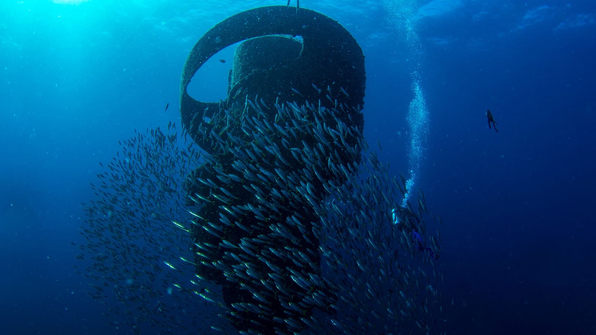 Marine species around the man-made Wonder Reef, Gold Coast.